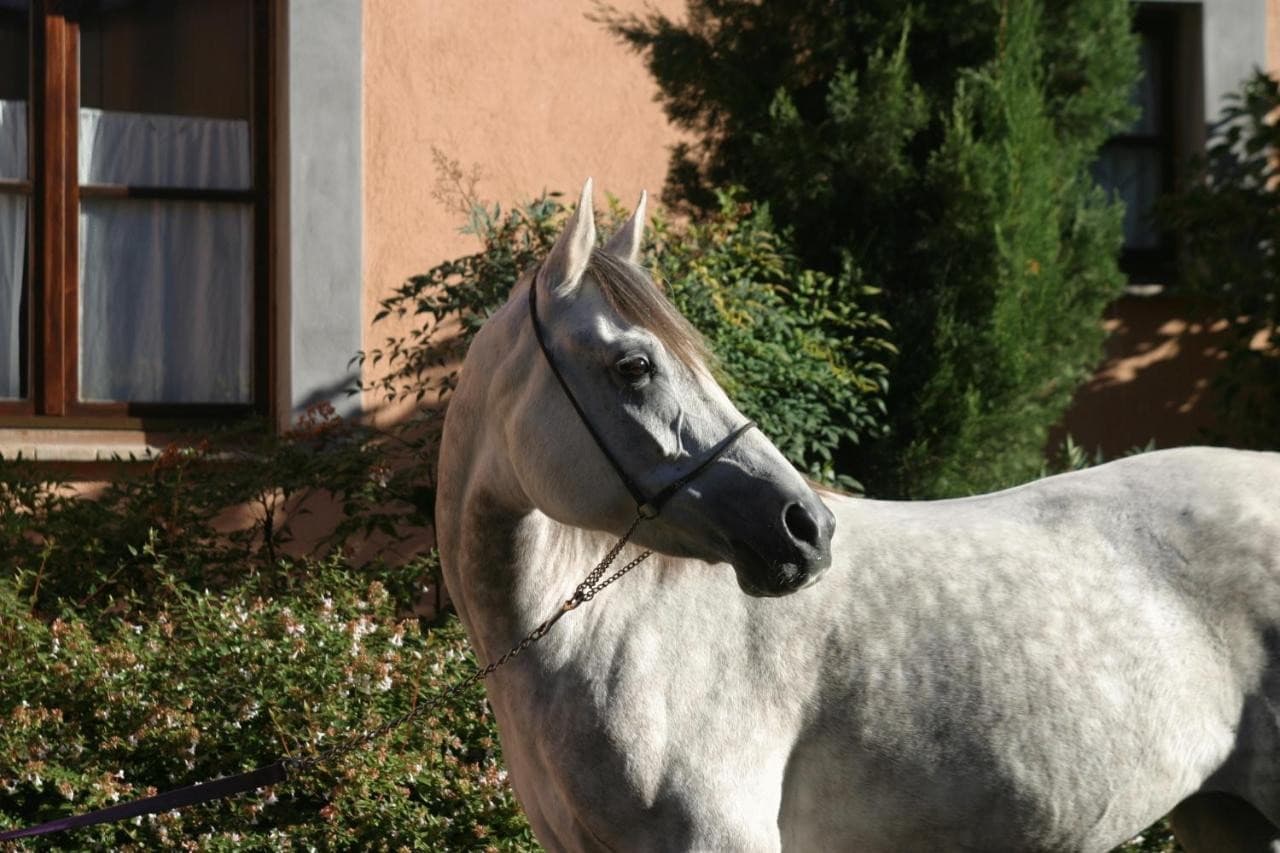 Il Poggio
