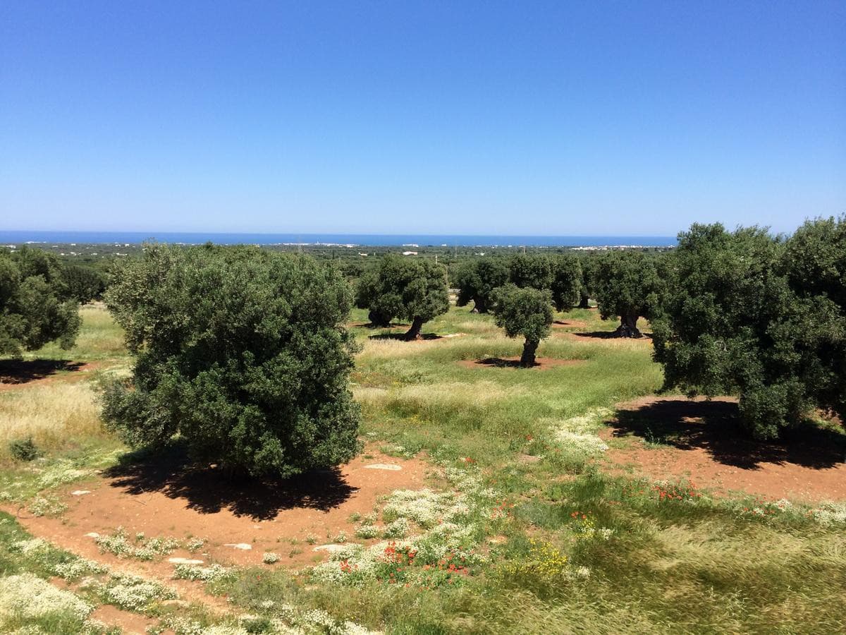 masseria-capece-fasano/masseria-capece-12.jpg