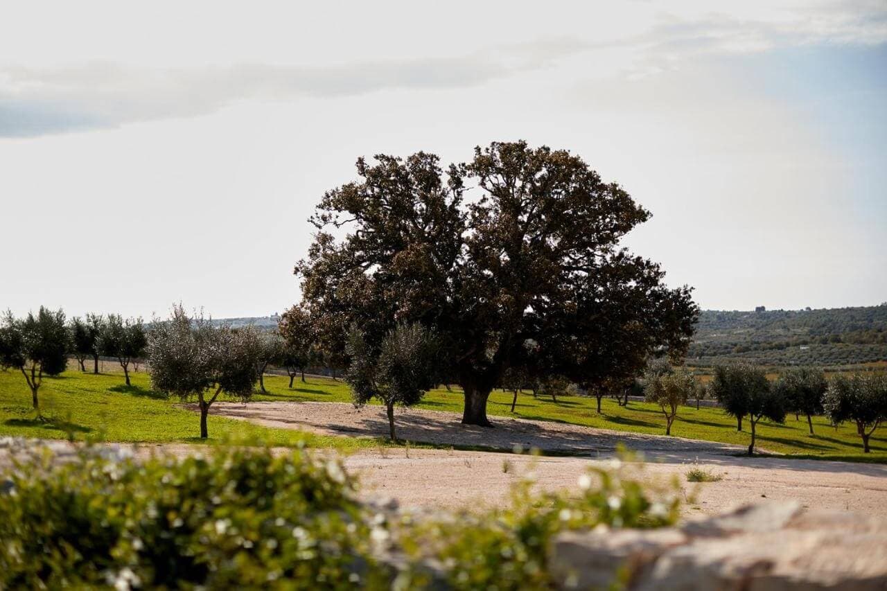 masseria-grieco-ostuni/masseria-grieco-14.jpg