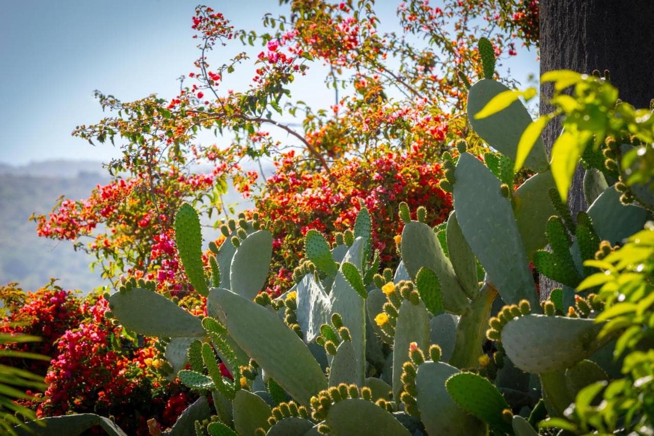 la-terra-dei-sogni-country-hotel-fiumefreddo-sicilia/la-terra-dei-sogni-country-hotel-16.jpg