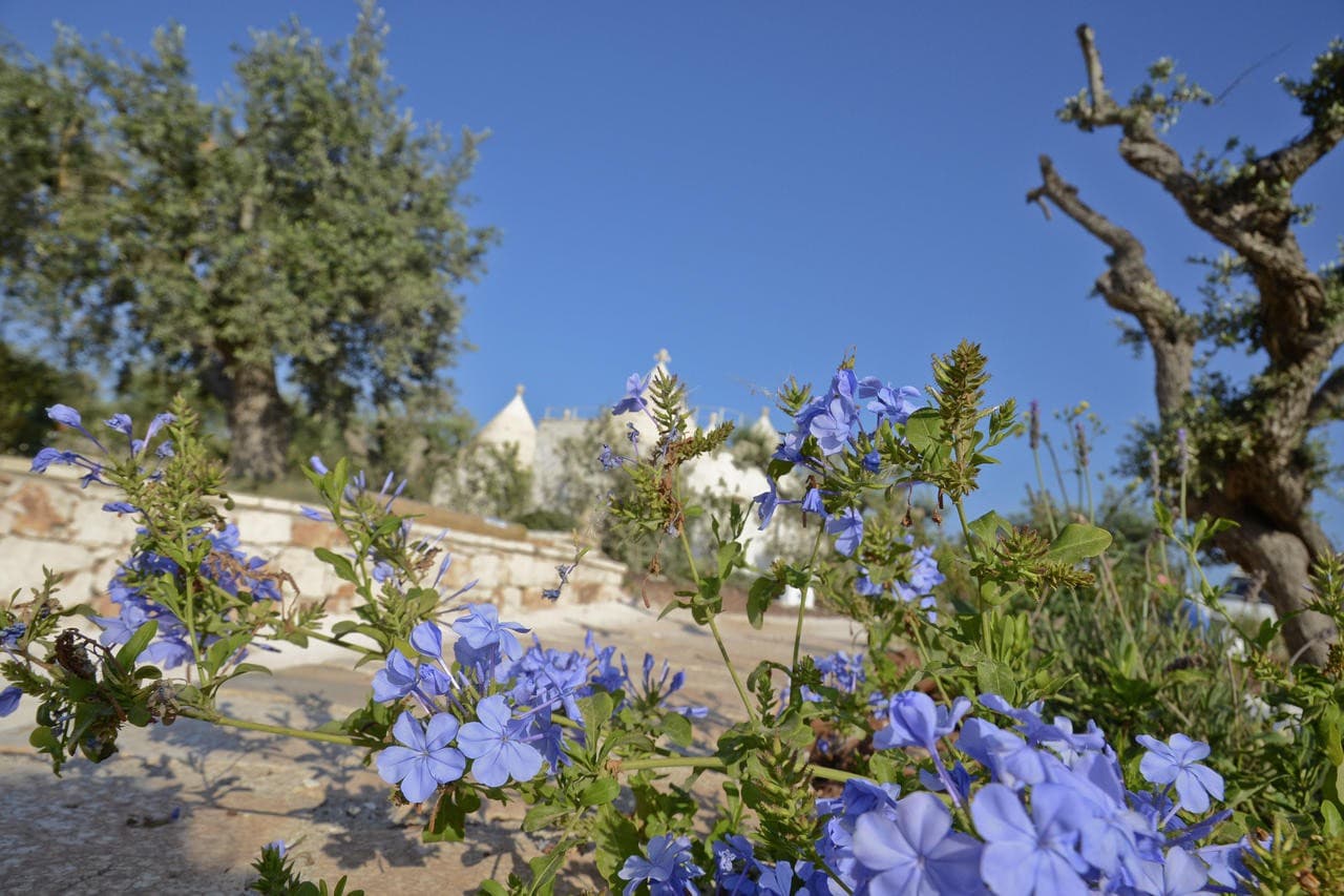 leonardo-trulli-resort-locorotondo/leonardo-trulli-resort-22.jpg