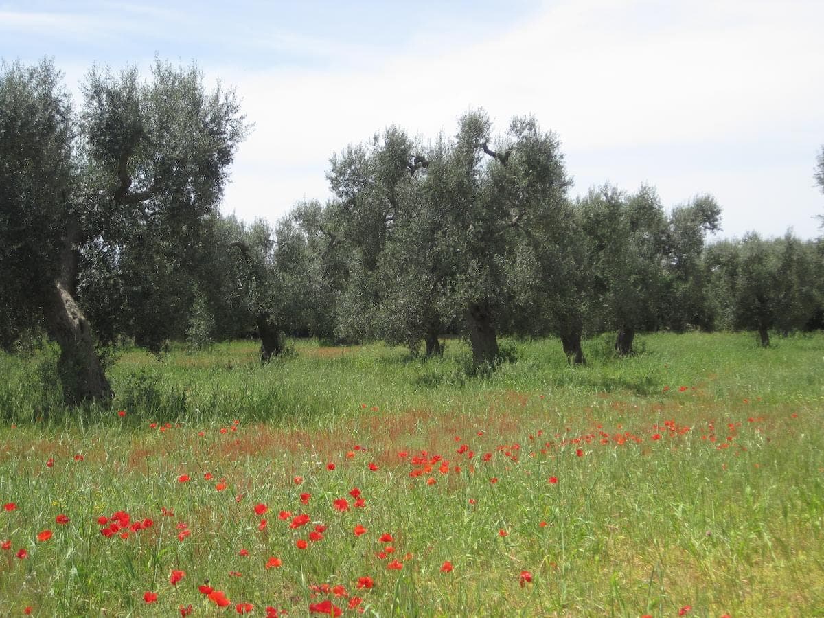TerreAmare Agriturismo